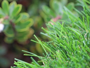 A close-up of a green plant with small white flowers
