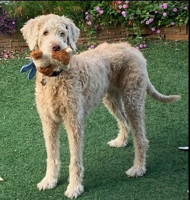 Dog with his toy in mouth