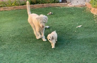 Dog and his kid walking on a grass