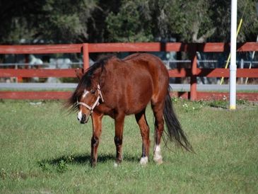 Relaxing in Paddock