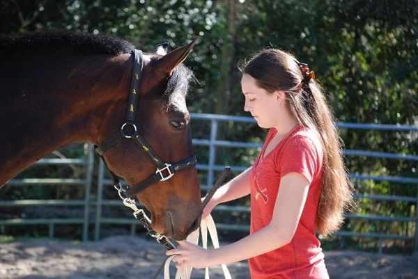 Work in the Round Pen