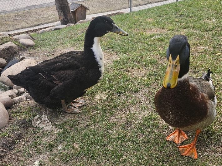 Two ducks standing on grass near a rocky area and a fence.