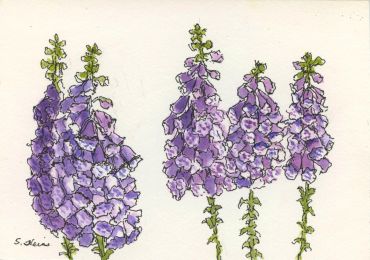 Hand-drawn illustration of purple bell-shaped flowers.