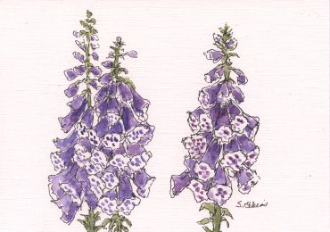 Illustration of two purple foxglove flower stalks.