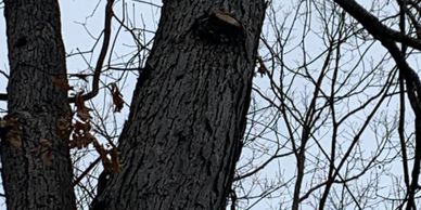 sarasota tree pruning, West Point NY