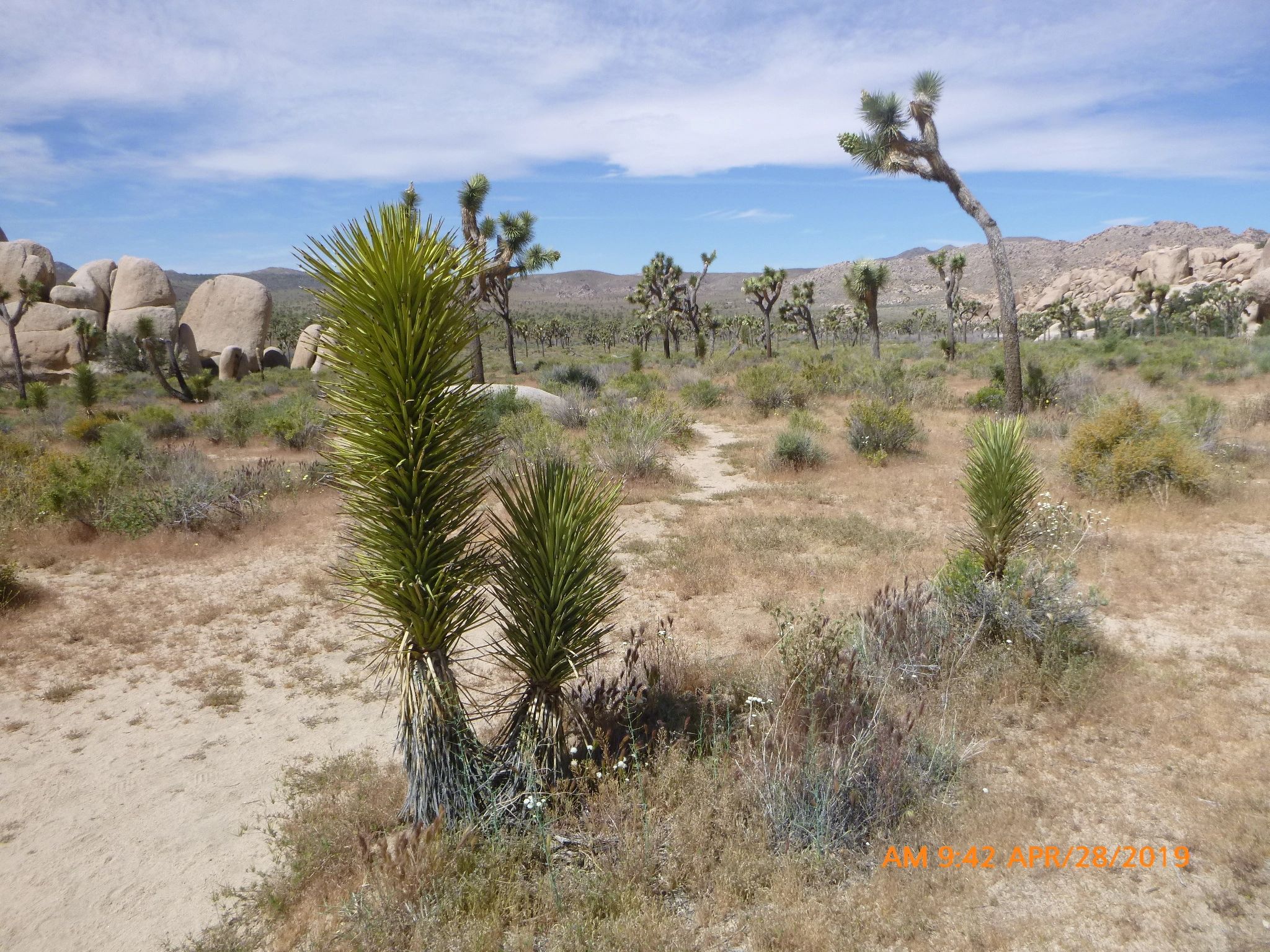 Joshua Tree Plant Nyt: A Conservation Crisis - hon0ogt