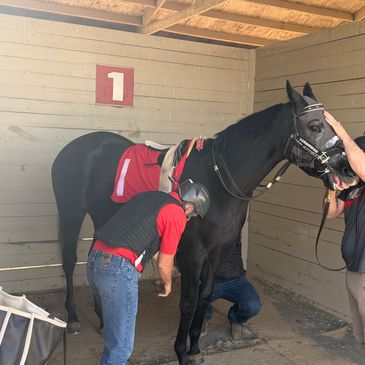 A horse being prepared by two handlers in a stable.