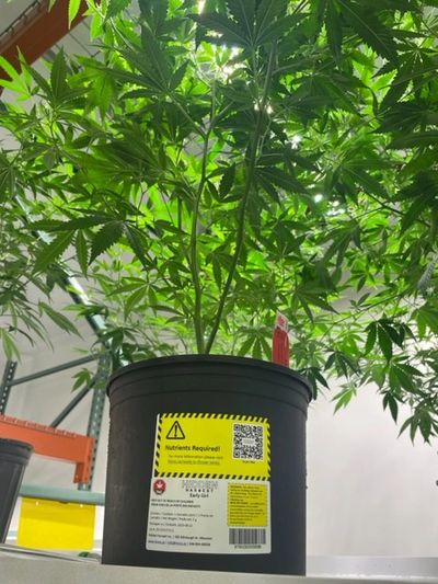 Hidden Harvest Premium Cannabis clone, clones, premium cannabis genetics, cannabis buds, weed 