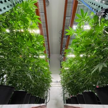 Hidden Harvest Premium Cannabis clone, cannabis mother plants, clones, premium cannabis genetics 