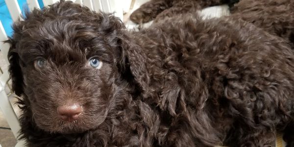 Brown Newfypoo puppy