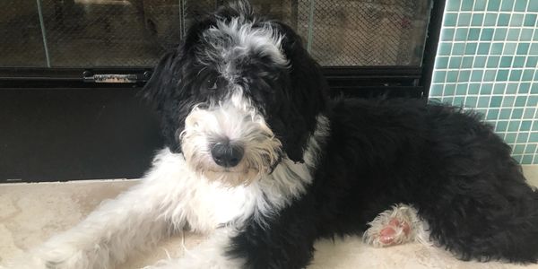 Sheepadoodle puppy for sale