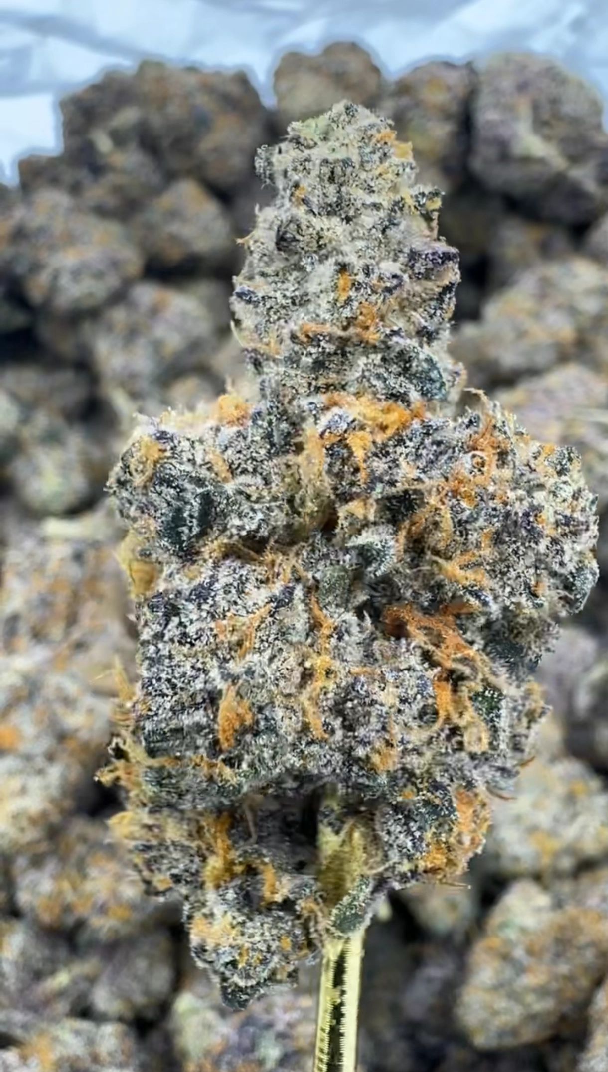 ✨ Featured Strain ✨