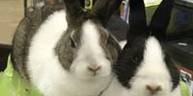 Rabbits at The Pet Advantage in South Burlington, VT. 