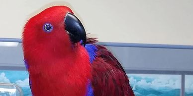 Beautiful Parrot at The Pet Advantage in South Burlington, VT. 