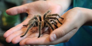 Tarantula from Pet Advantage in South Burlington, VT.