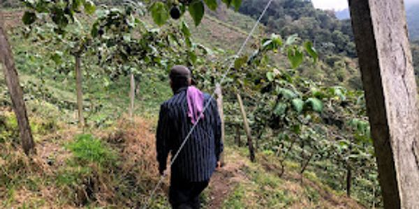 Hombre caminando en campo agrícola en pendiente.