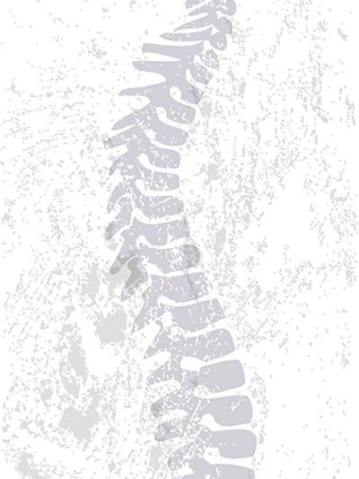 Spinal Cord Graphic