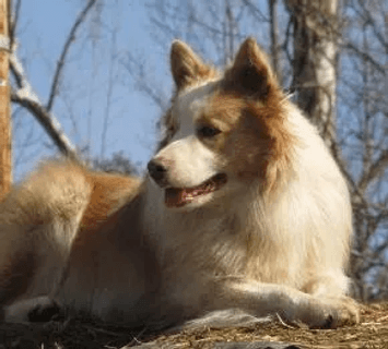 Peachy Keen Border Collies