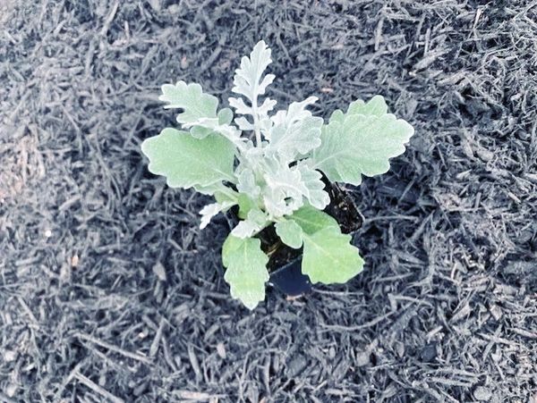 Fresh flowers in mulch