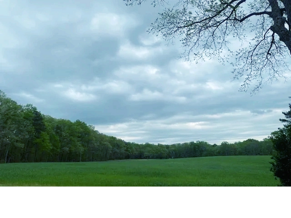 Green grassy field