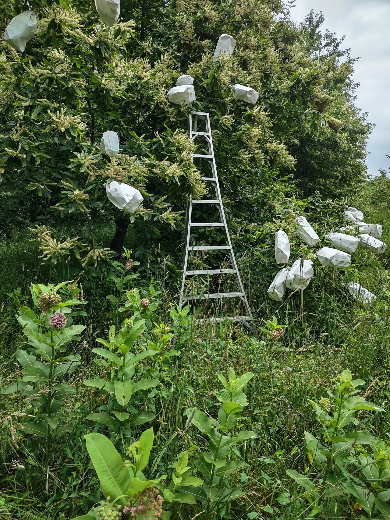 Chestnut Controlled Crosses at Winter Green Farm