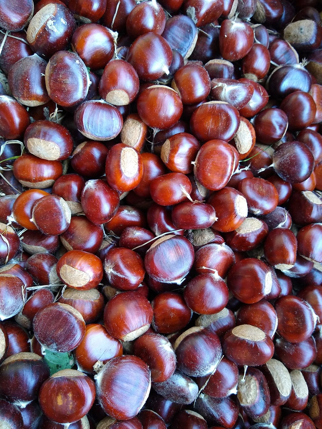 Chestnuts and more chestnuts! Chestnuts and more chestnuts!