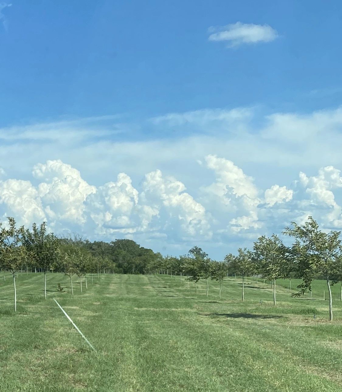 Chestnut Orchards - Chestnut Trees 