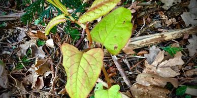 Bohemian Knotweed is a close relative of the Japanese Knotweed plant invasive weed control,