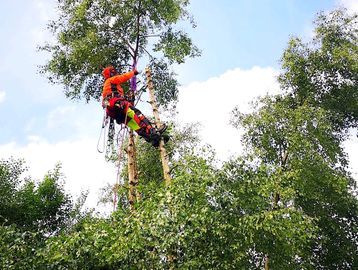 Fully NPTC Qualified and Insured Arborist for Aerial and Ground Tree Felling, and Pruning