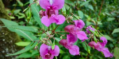 Himalayan Balsam is an Invasive Plant Species Llandrindod wells Builth Wells Rhayader