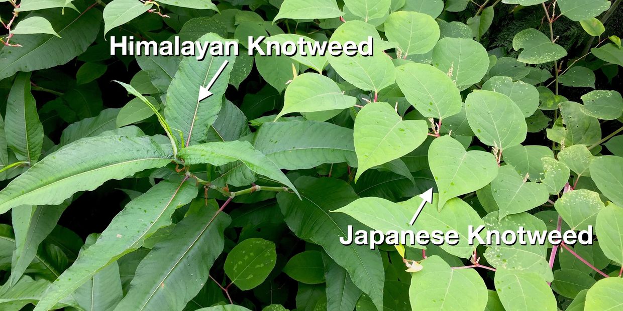 Giant Knotweed, Bohemian Knotweed, Japanese Knotweed, Himalayan Knotweed Treatment Llandrindod Wells