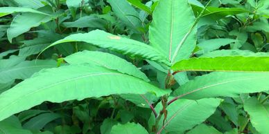 Himalayan Knotweed is a close relative of Japanese Knotweed and is an invasive plant species control