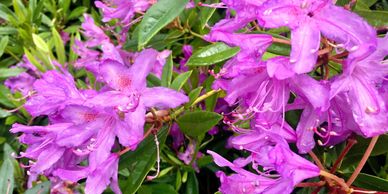 Rhododendron is an Invasive Plant Species Mid Wales
