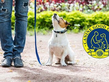 Cute small white dog paying very close attention to their handler while taking the American Kennel C