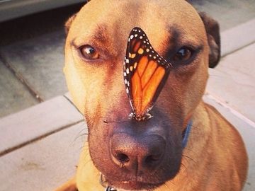 Cute adult brown dog with a monarch butterfly on his nose.
