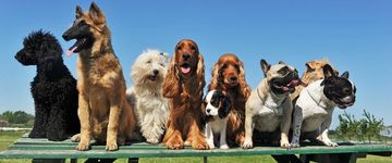 Many well-behaved dogs sitting together for a group shot during their board and train session