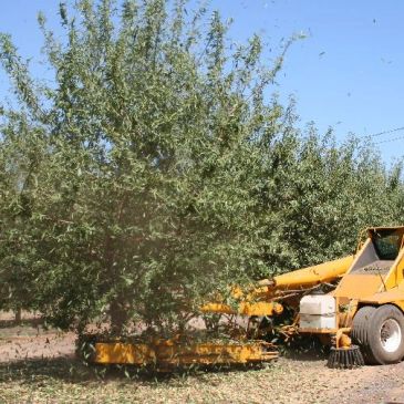 Agricultural machinery harvesting olives from trees in an orchard.