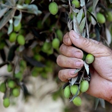 Hand picking green olives from an olive tree branch.