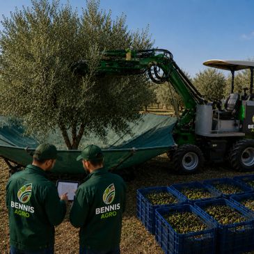Workers using machinery to harvest olives in an orchard.
