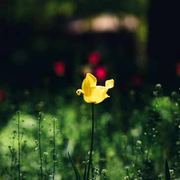 A single yellow flower stands out in a lush green field.
