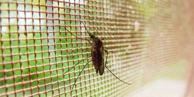 Mosquito on a bug screen