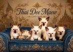 Thai Dee Maew Cattery 