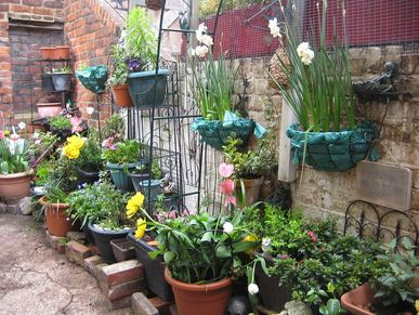 Different plants in pots hanging on a brick wall