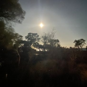 A bright moon shining over silhouetted trees at night.