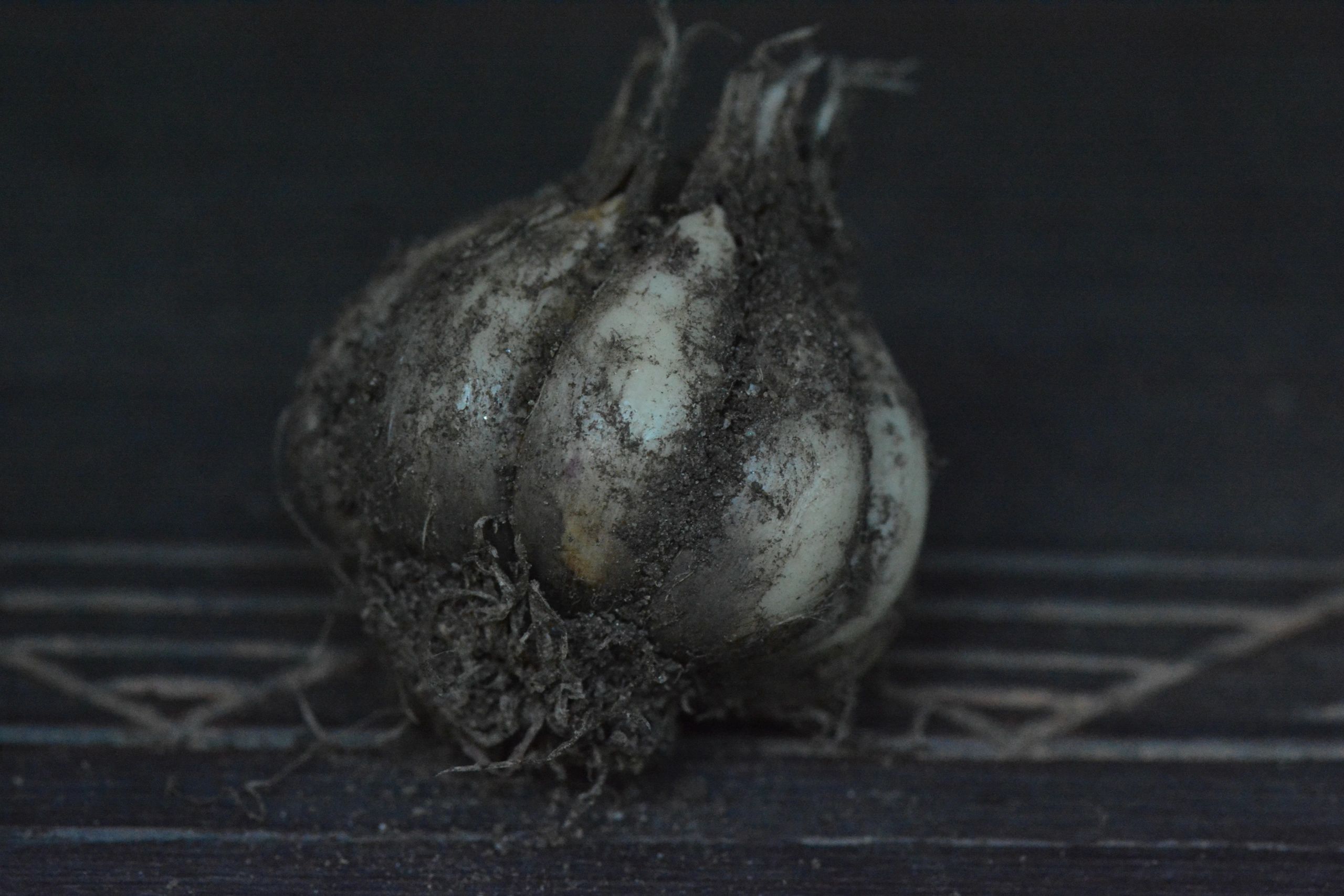 Garlic