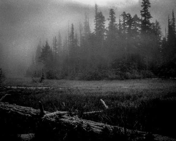 Olympic State Park, Washington