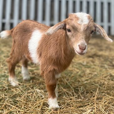 tiny spotted goat 