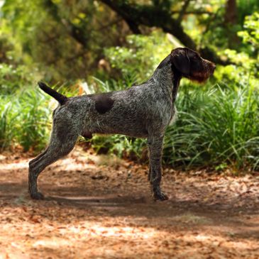 German Wirehaired Pointer, GWP - Yeti Rambler - Wind River Outpost