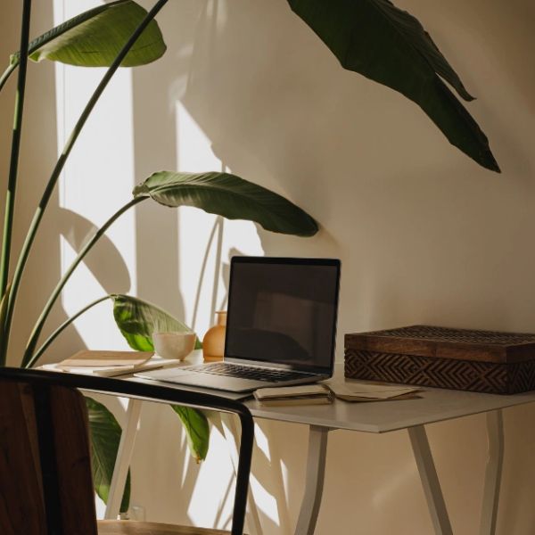 Sunlit workspace with laptop and plants.