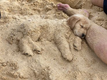 golden retriever puppy sleeping in the sand